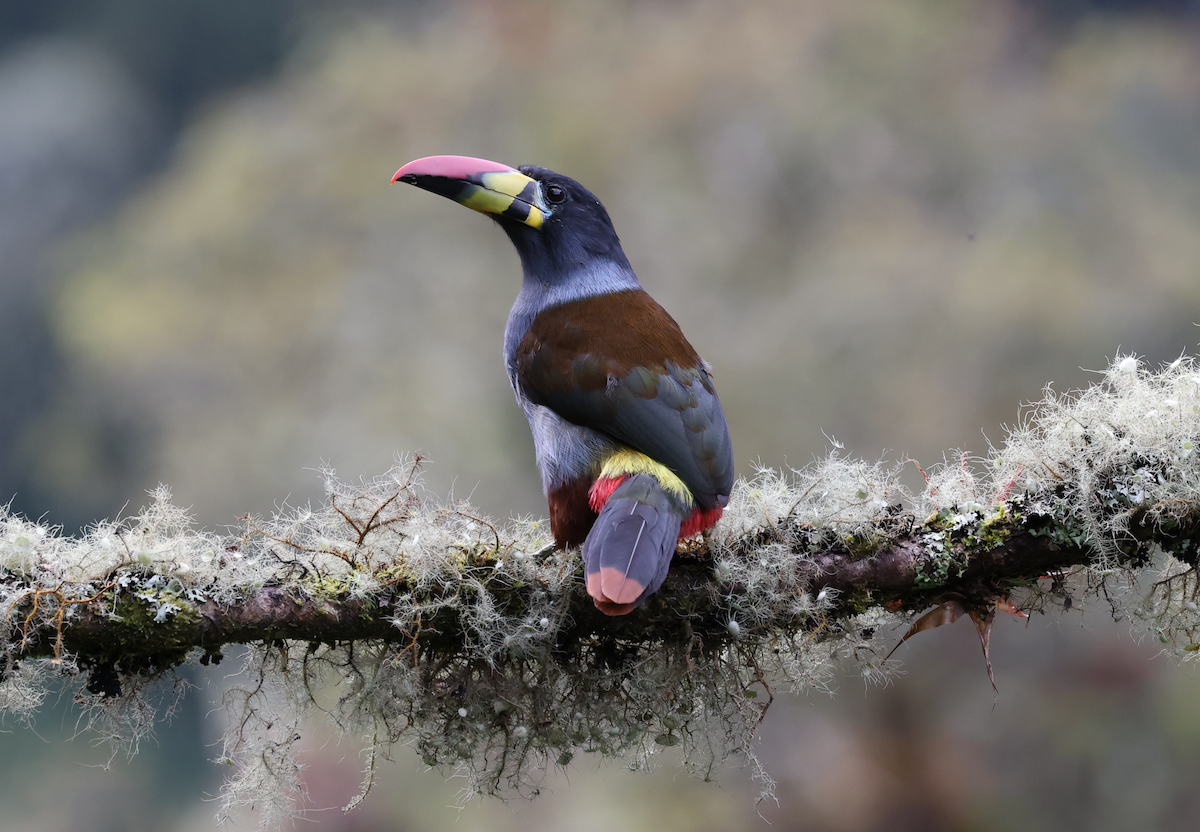 Gray-breasted Mountain-Toucan - ML642793876