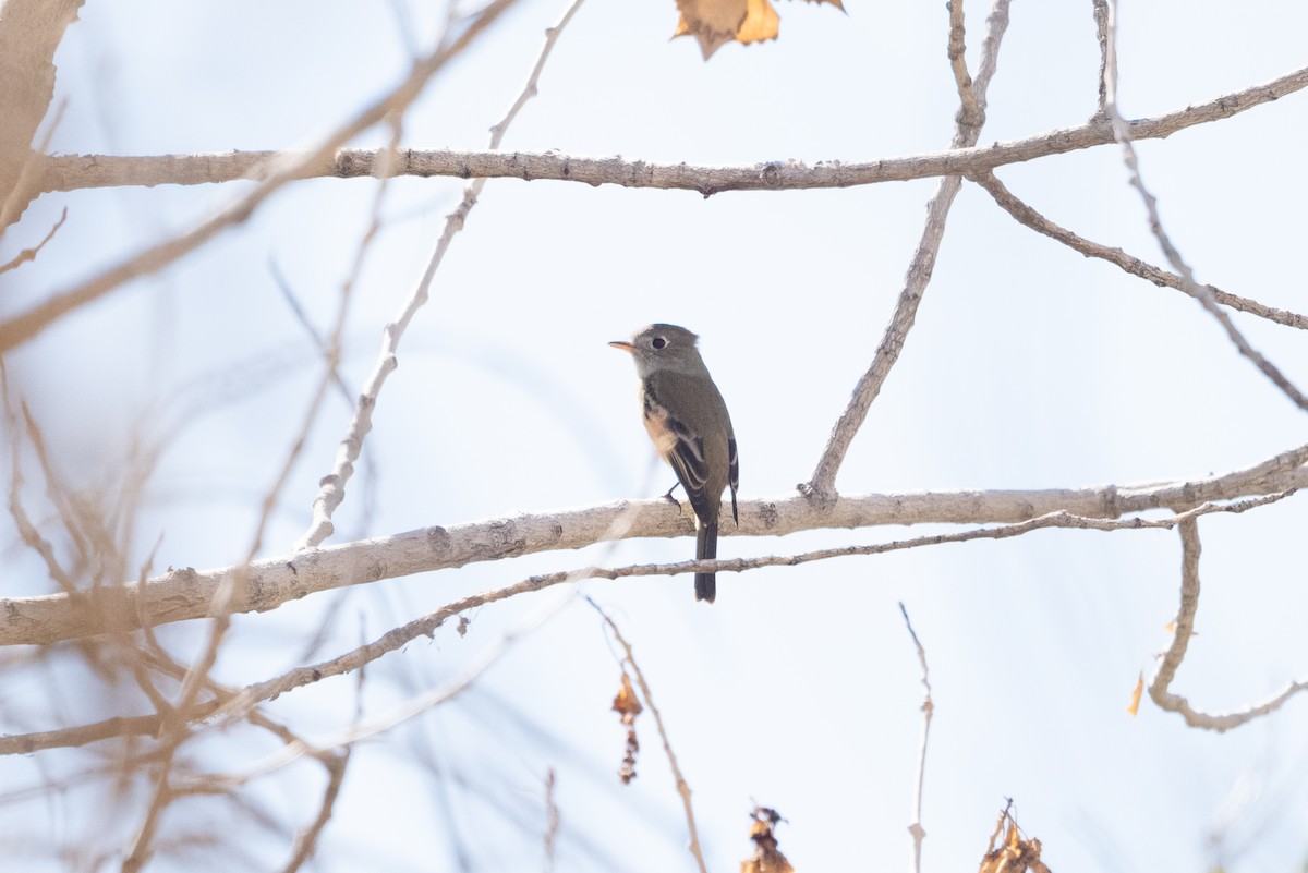 Hammond's Flycatcher - ML642793878