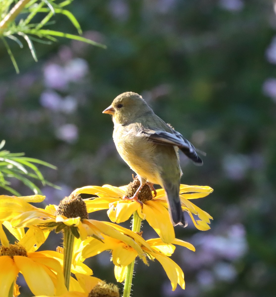 Lesser Goldfinch - ML642793912