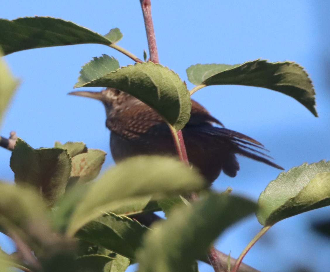 Northern House Wren - ML642793931