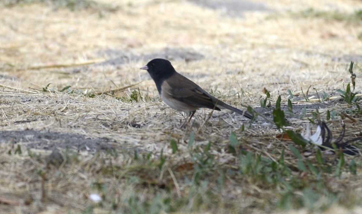 Dark-eyed Junco (Oregon) - ML642793940