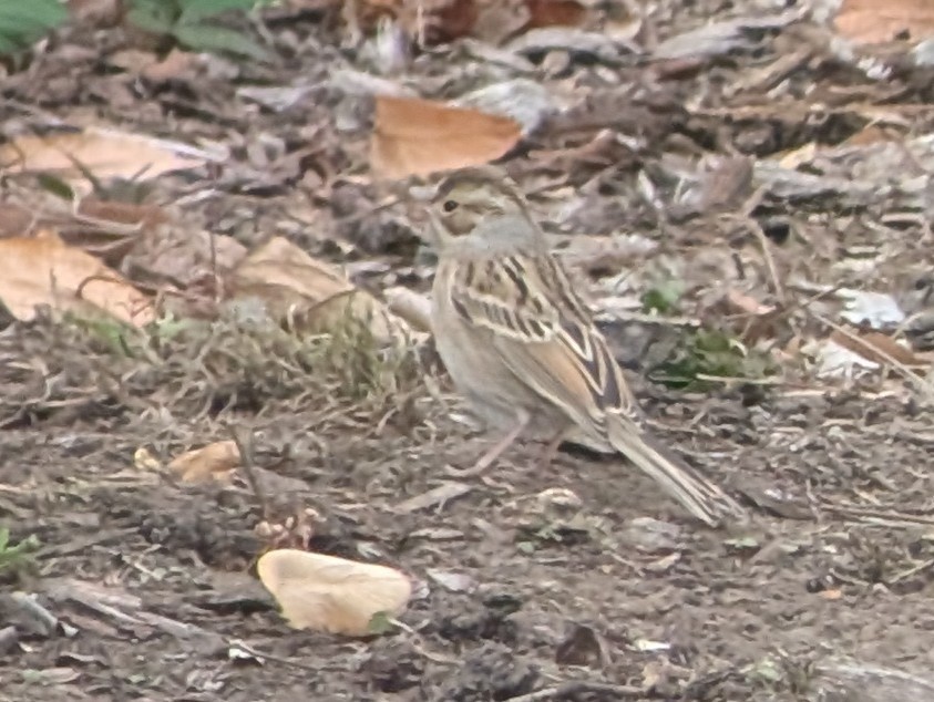 Clay-colored Sparrow - ML642793953