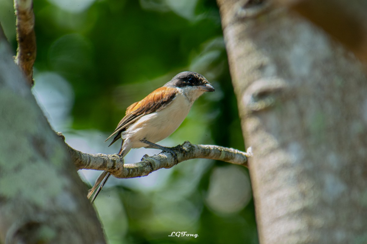 Burmese Shrike - ML642793955