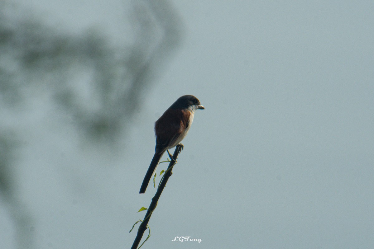 Burmese Shrike - ML642793956