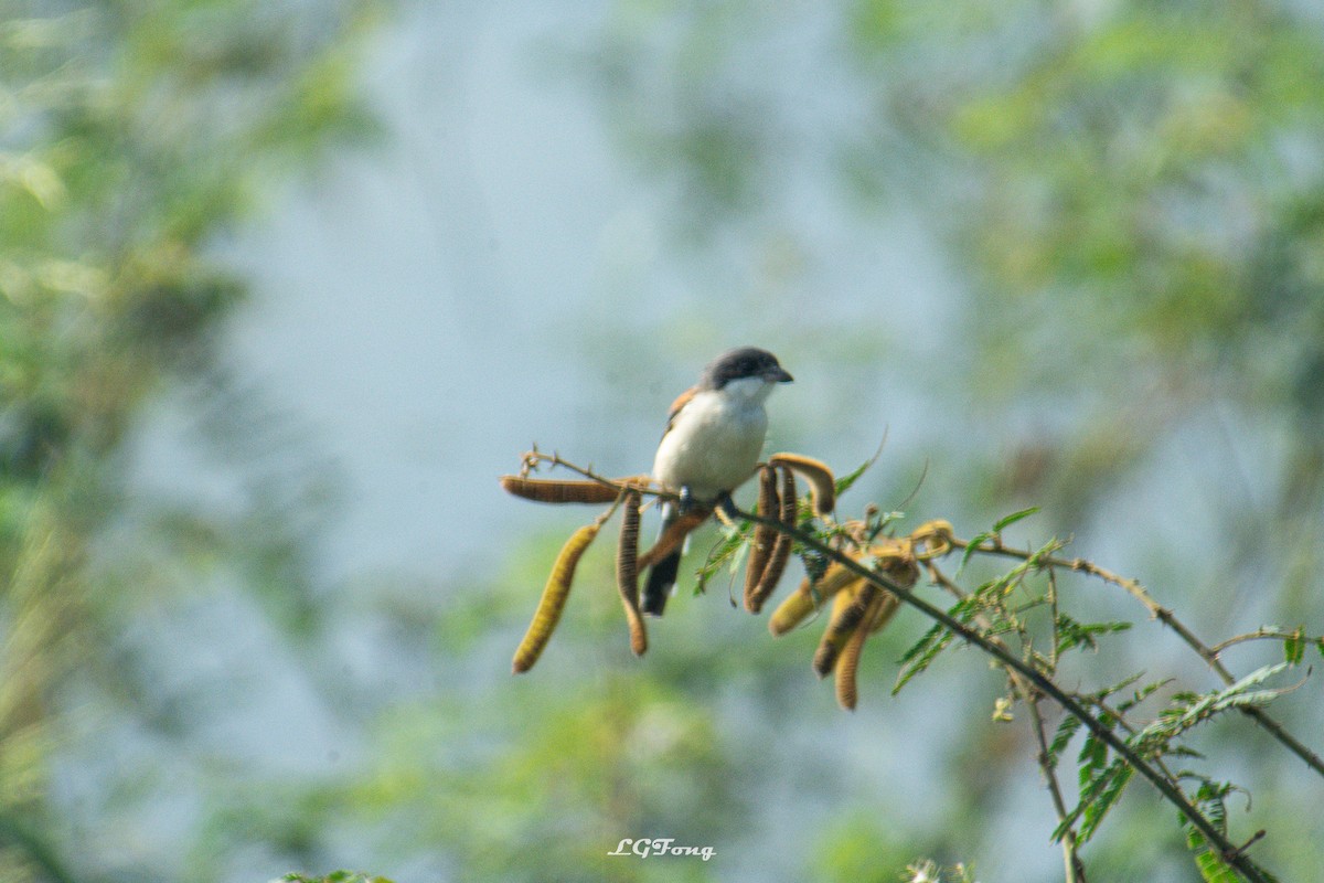 Burmese Shrike - ML642793957