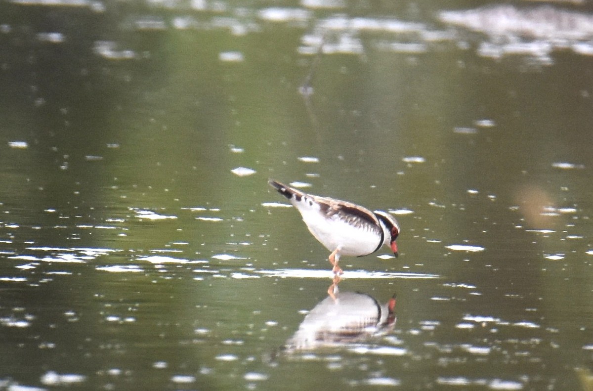Black-fronted Dotterel - ML642793958