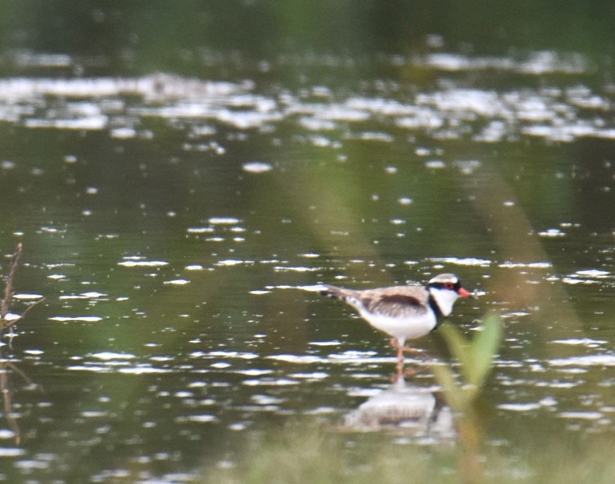 Black-fronted Dotterel - ML642793961