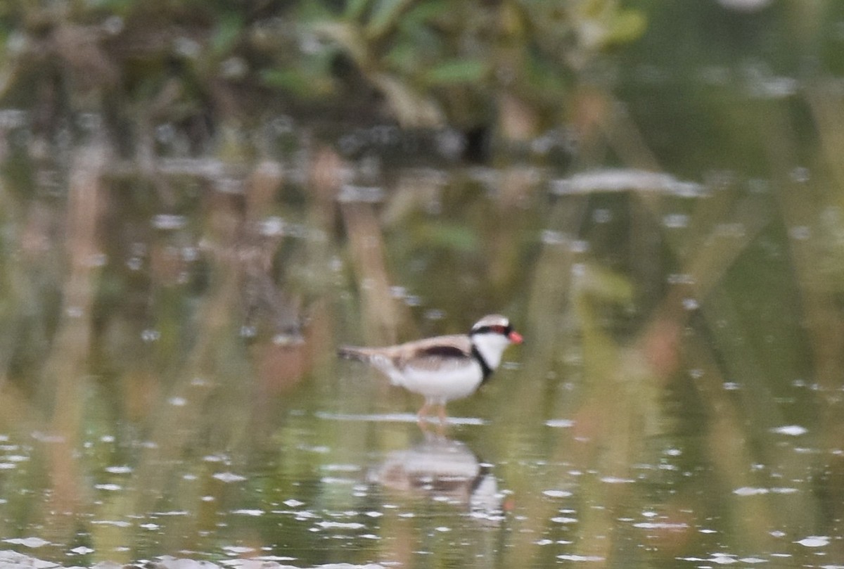 Black-fronted Dotterel - ML642793964