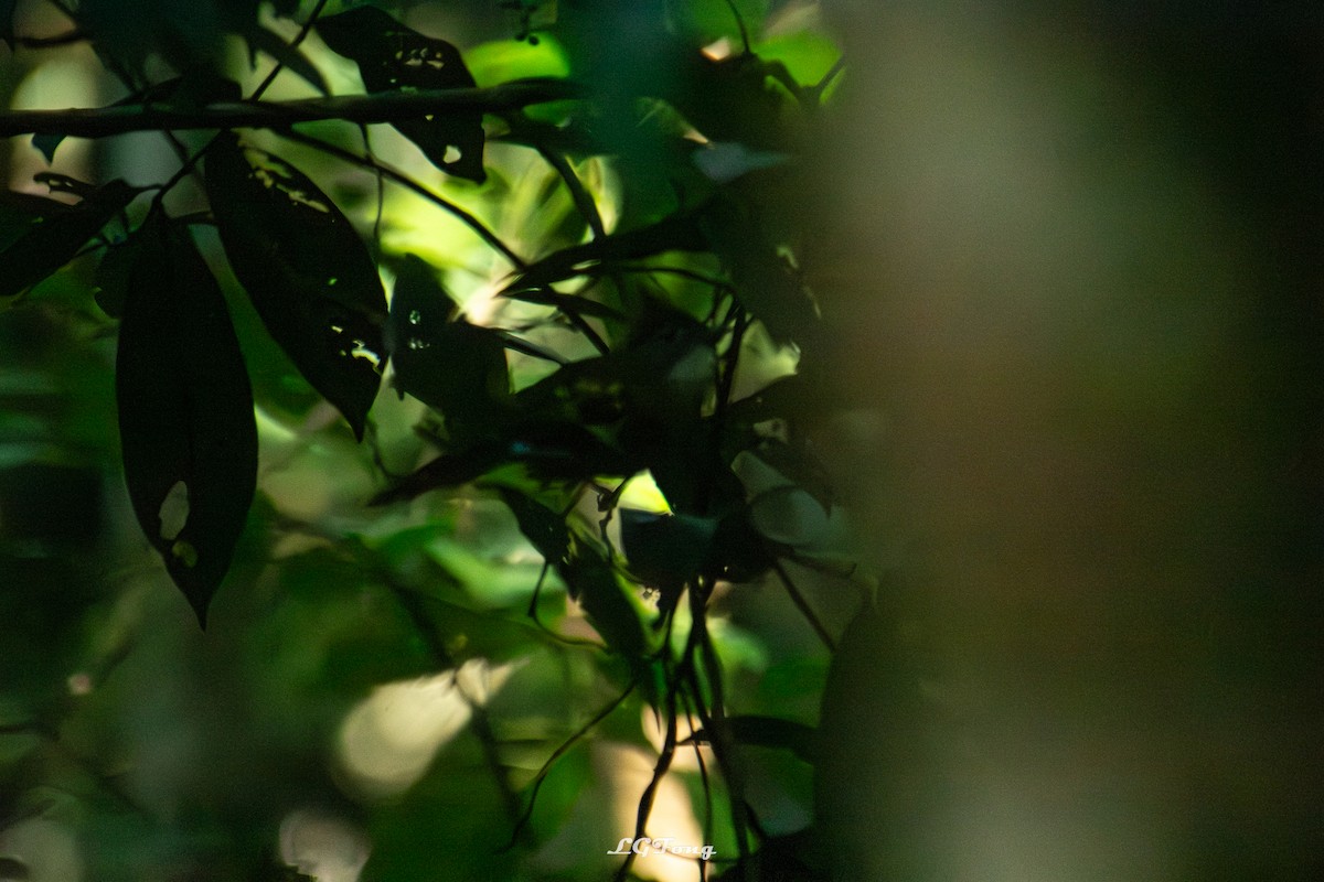 Bulbul ocré - ML642793989