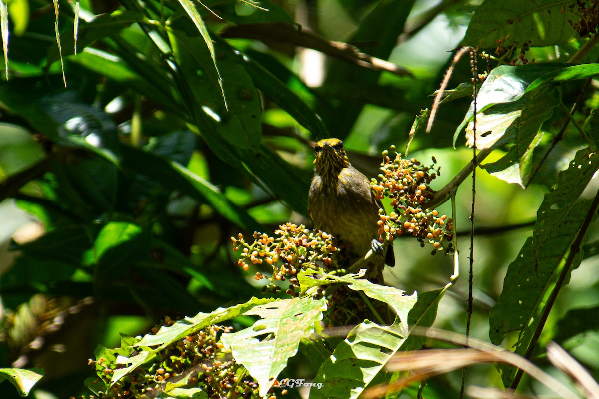 Stripe-throated Bulbul - ML642793994