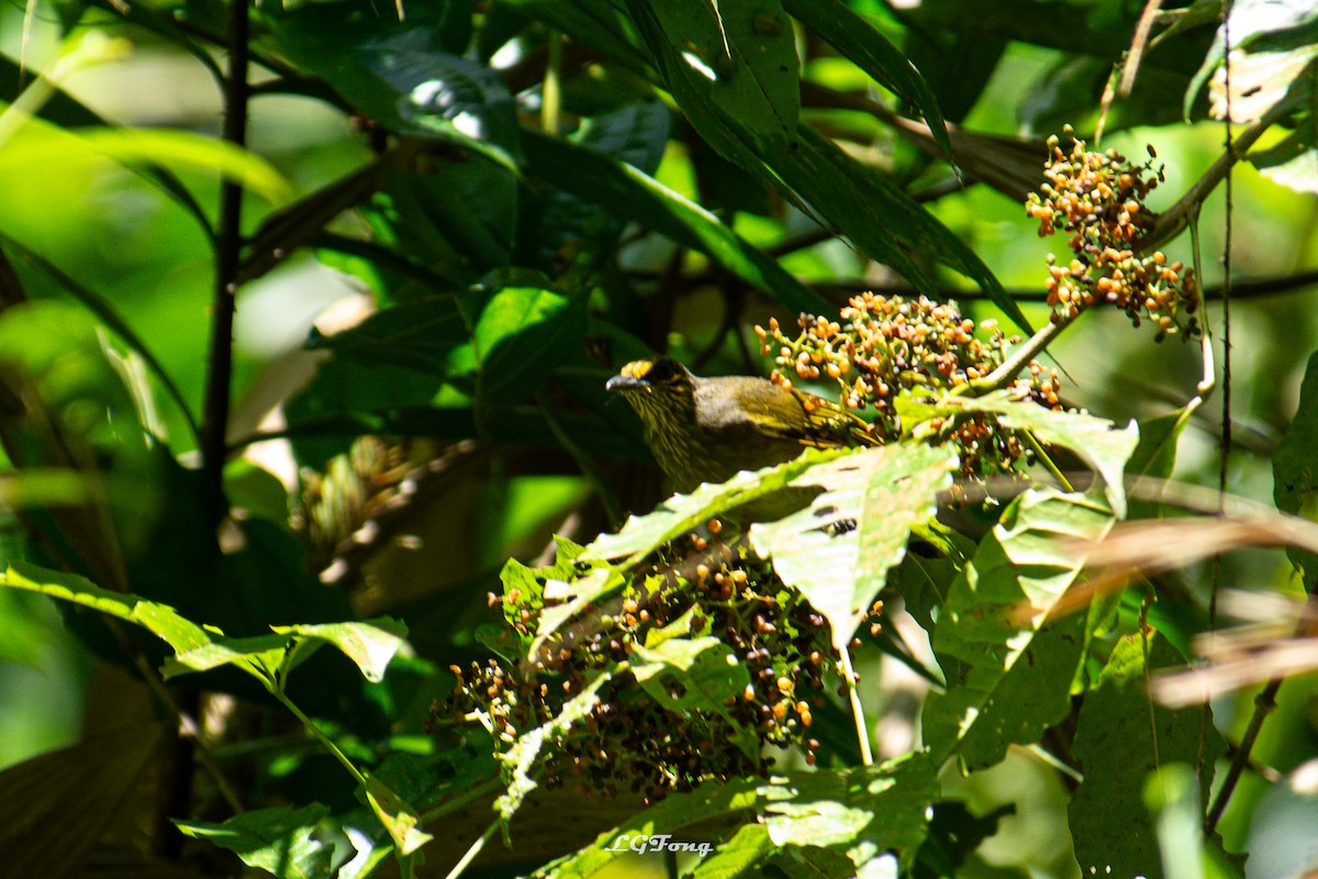 Stripe-throated Bulbul - ML642793996