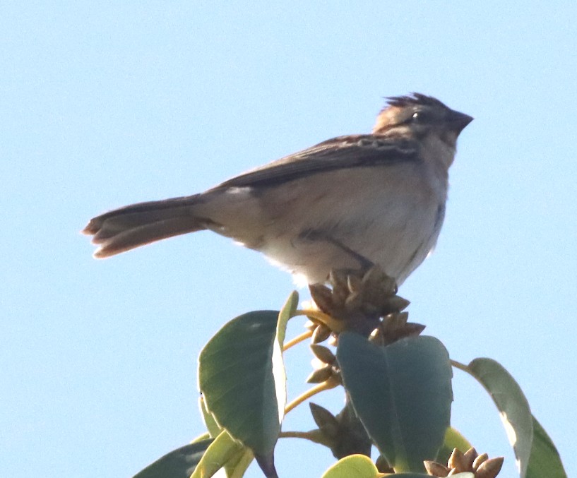 Pin-tailed Whydah - ML642794013