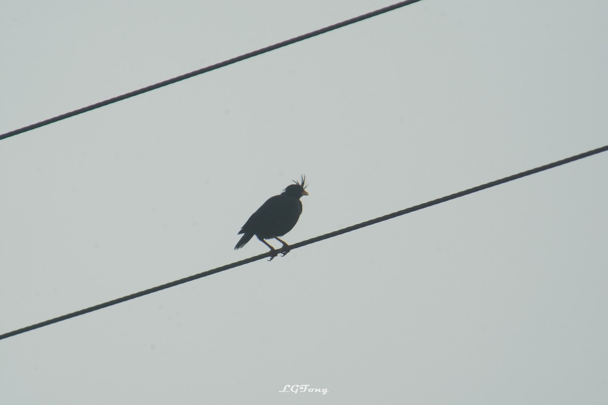 Great Myna - ML642794014