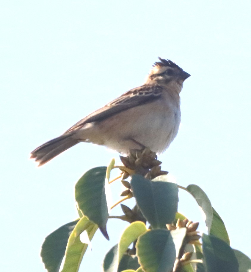Pin-tailed Whydah - ML642794015