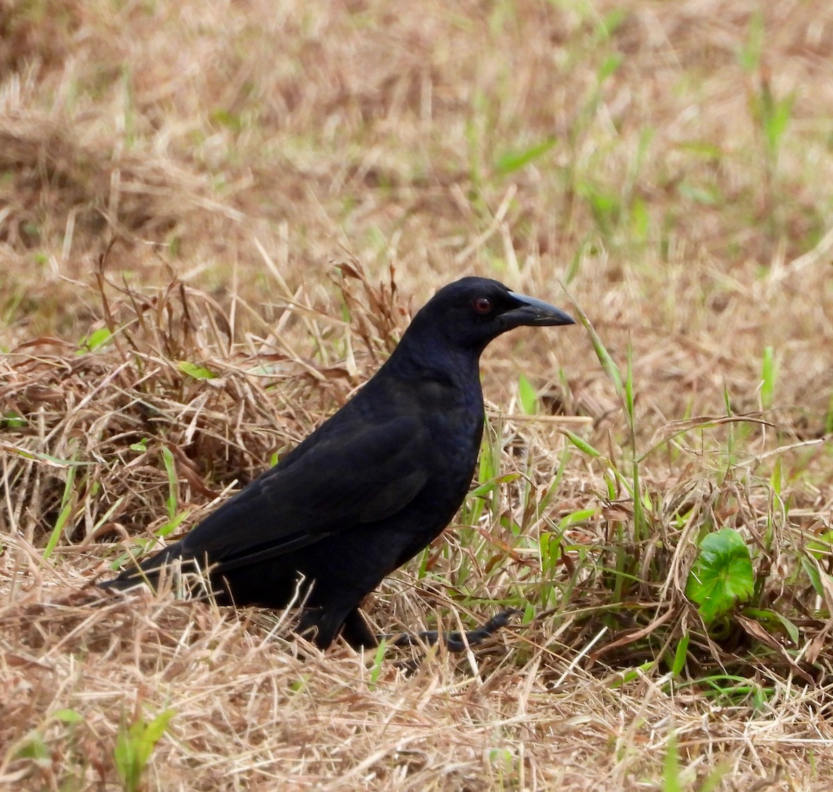 Giant Cowbird - ML642794020