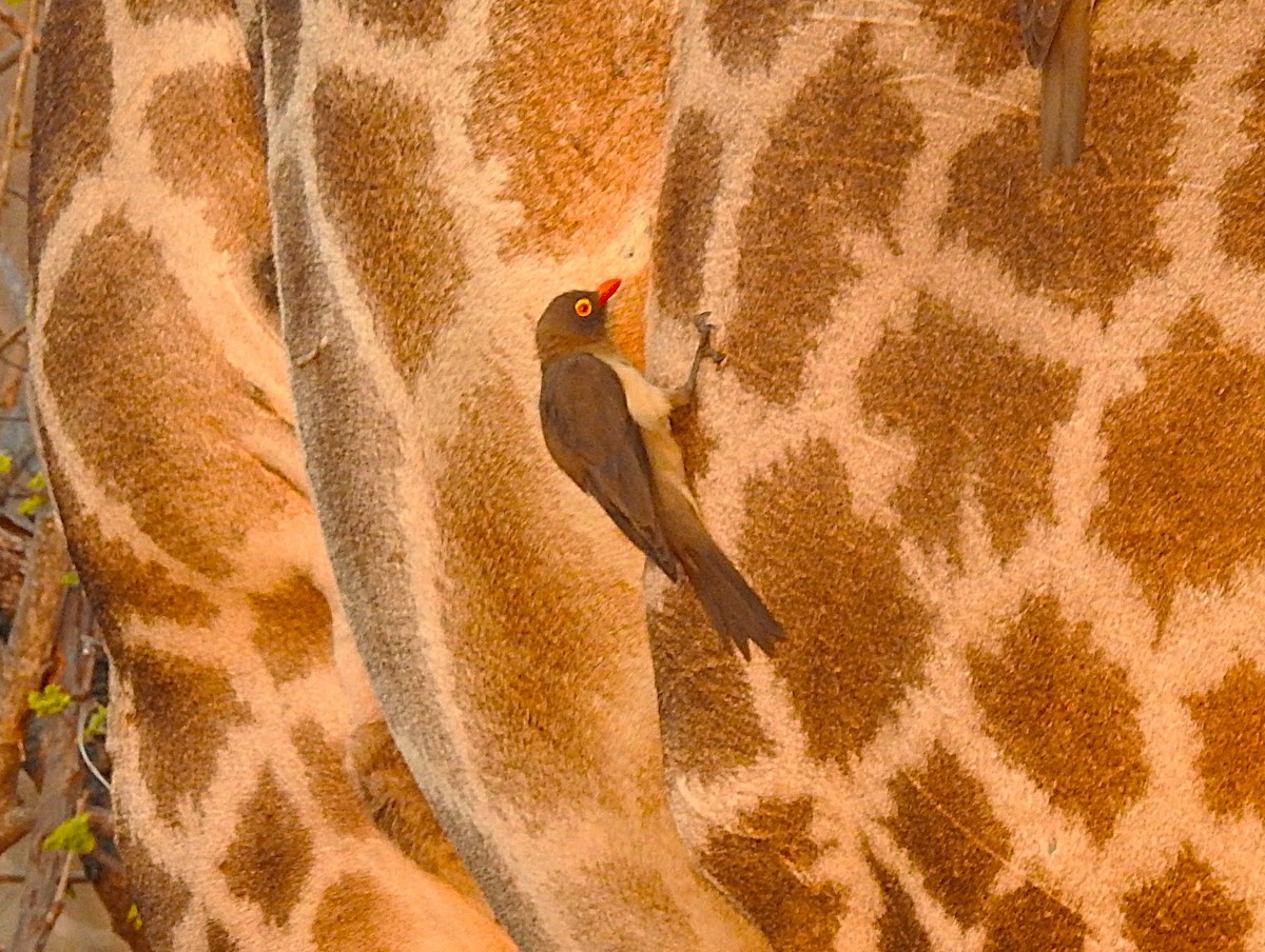 Red-billed Oxpecker - ML642794029