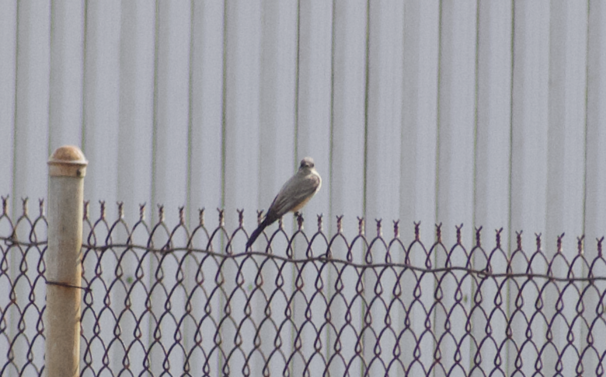 Say's Phoebe - ML642794030