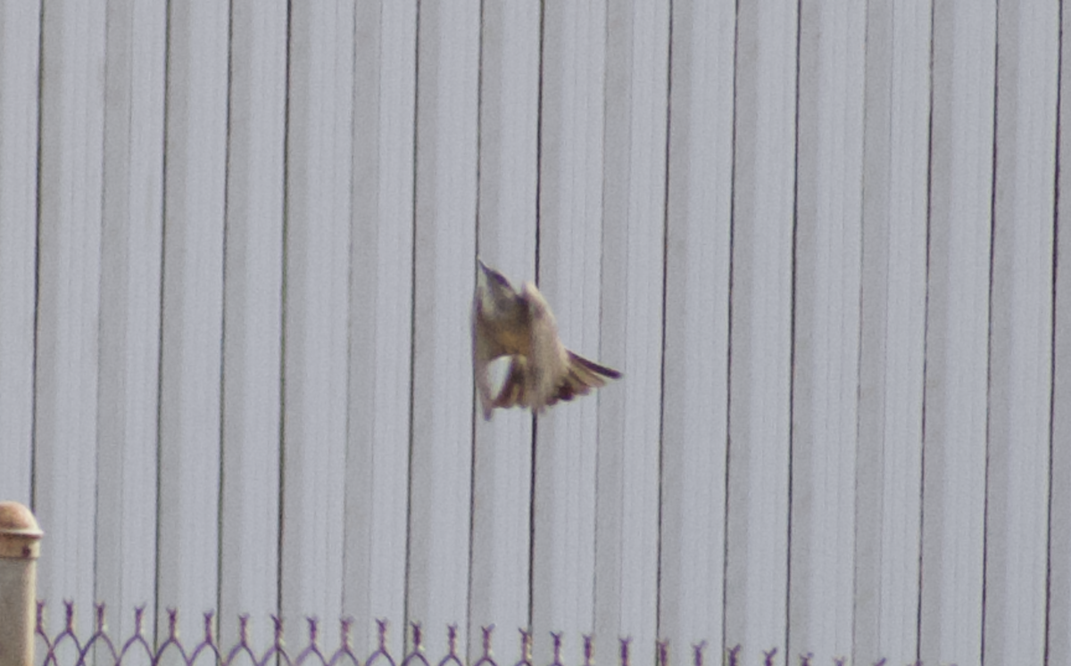 Say's Phoebe - ML642794031