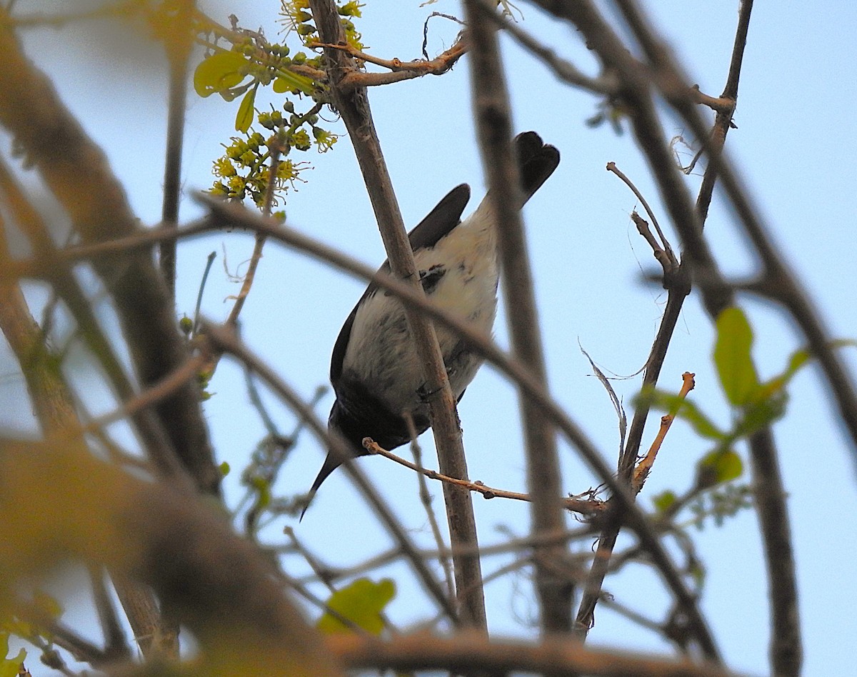 White-bellied Sunbird - ML642794042