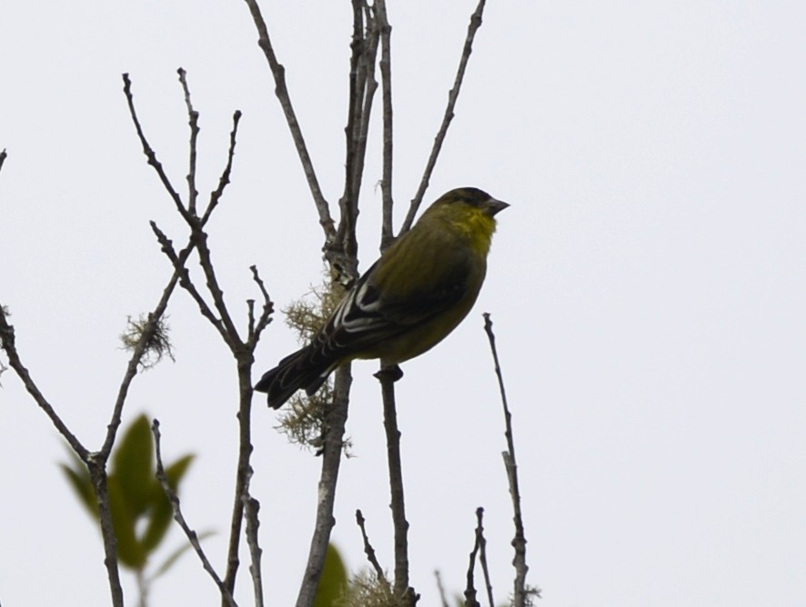 Lesser Goldfinch - ML642794047
