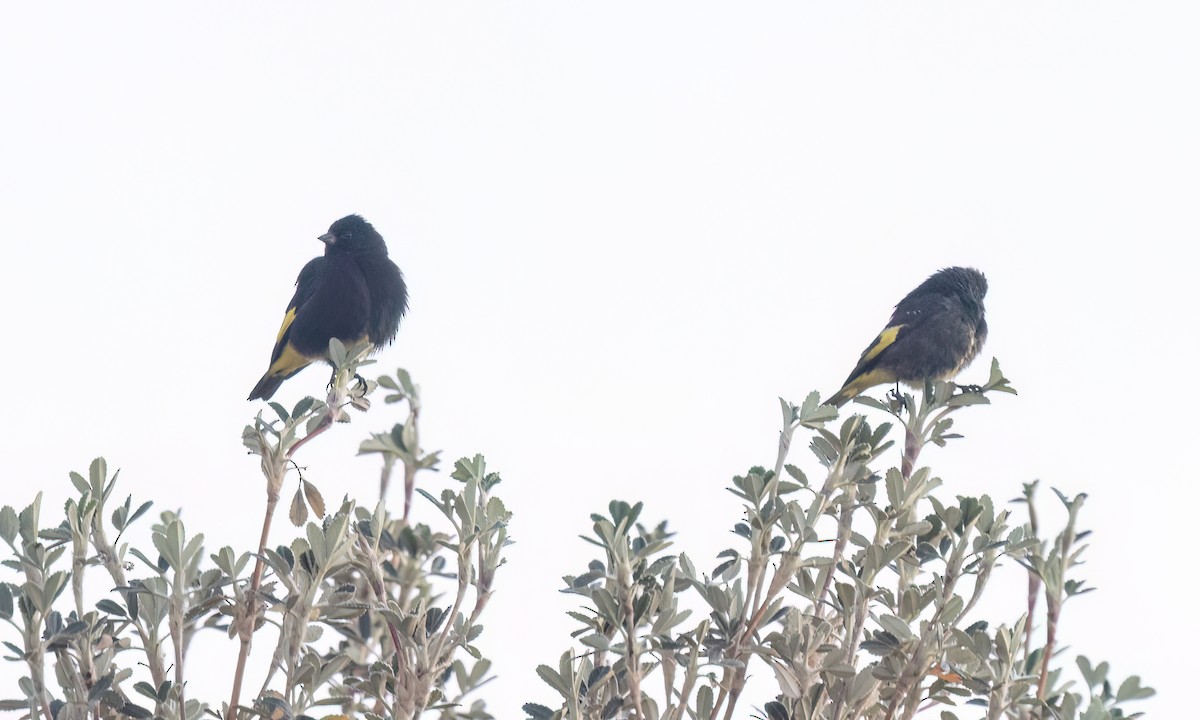 Black Siskin - ML642794067