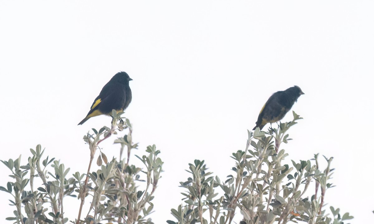 Black Siskin - ML642794068