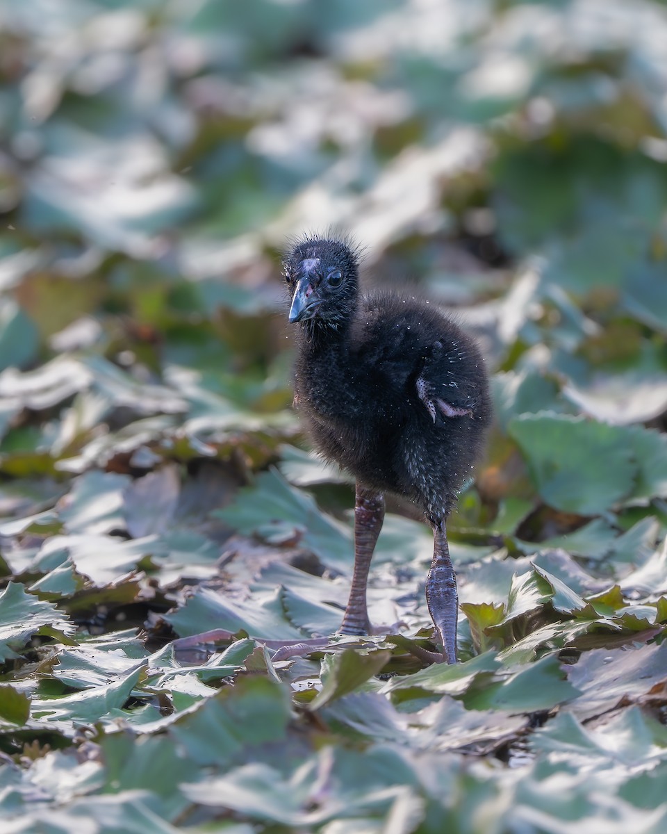 Gray-headed Swamphen - ML642794076