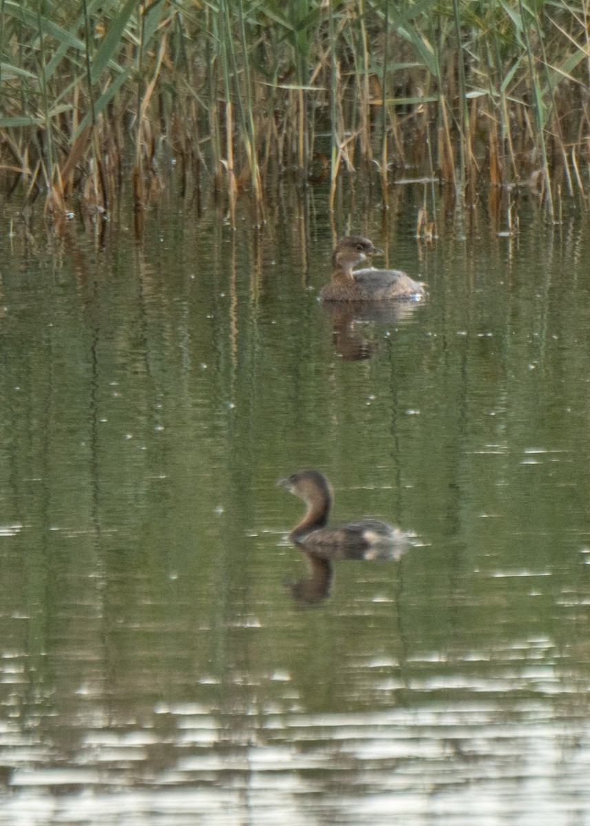 Pied-billed Grebe - ML642794081