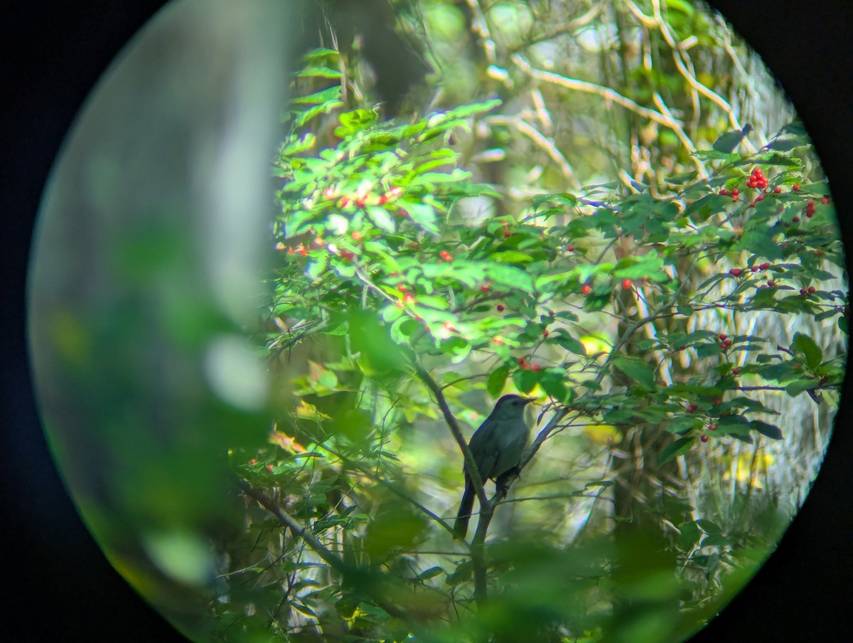 Gray Catbird - ML642794082