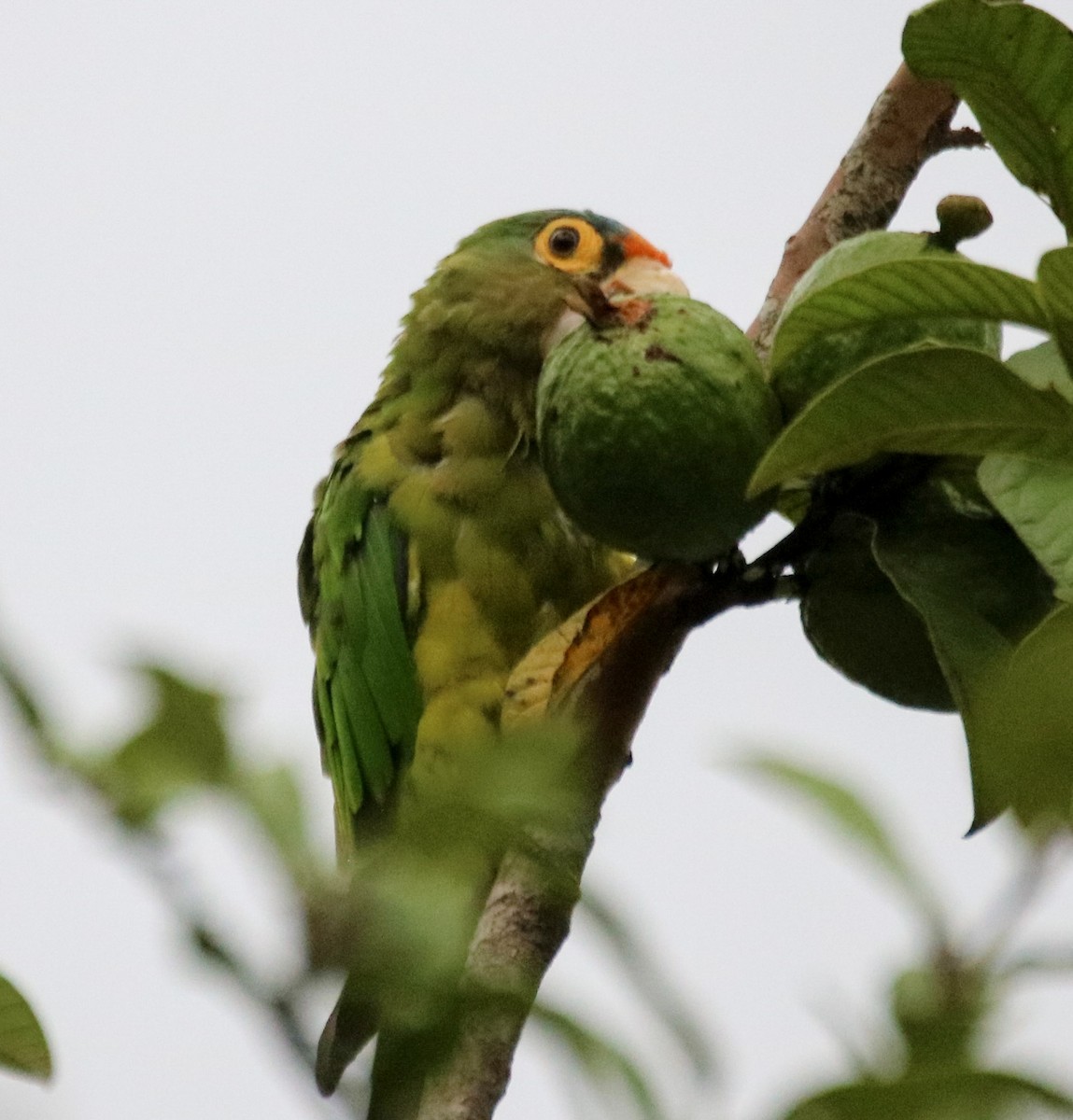 メキシコインコ - ML642794084