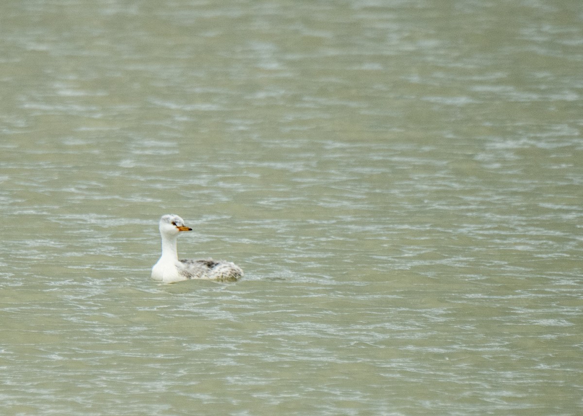 Clark's Grebe - ML642794089