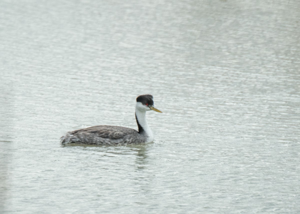 Western Grebe - ML642794092