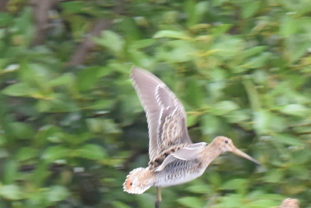Latham's Snipe - ML642794094