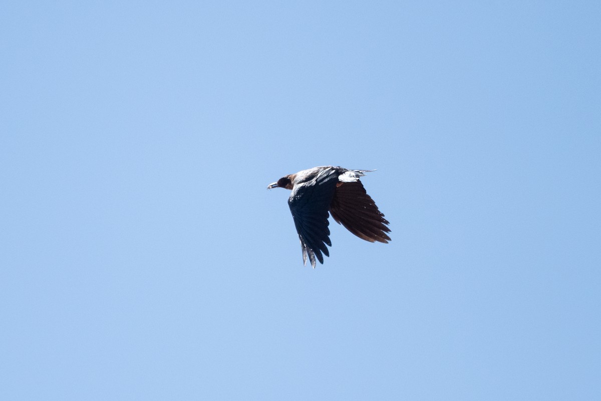 Lewis's Woodpecker - ML642794095
