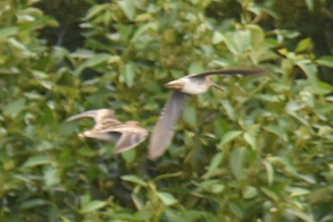 Latham's Snipe - ML642794106