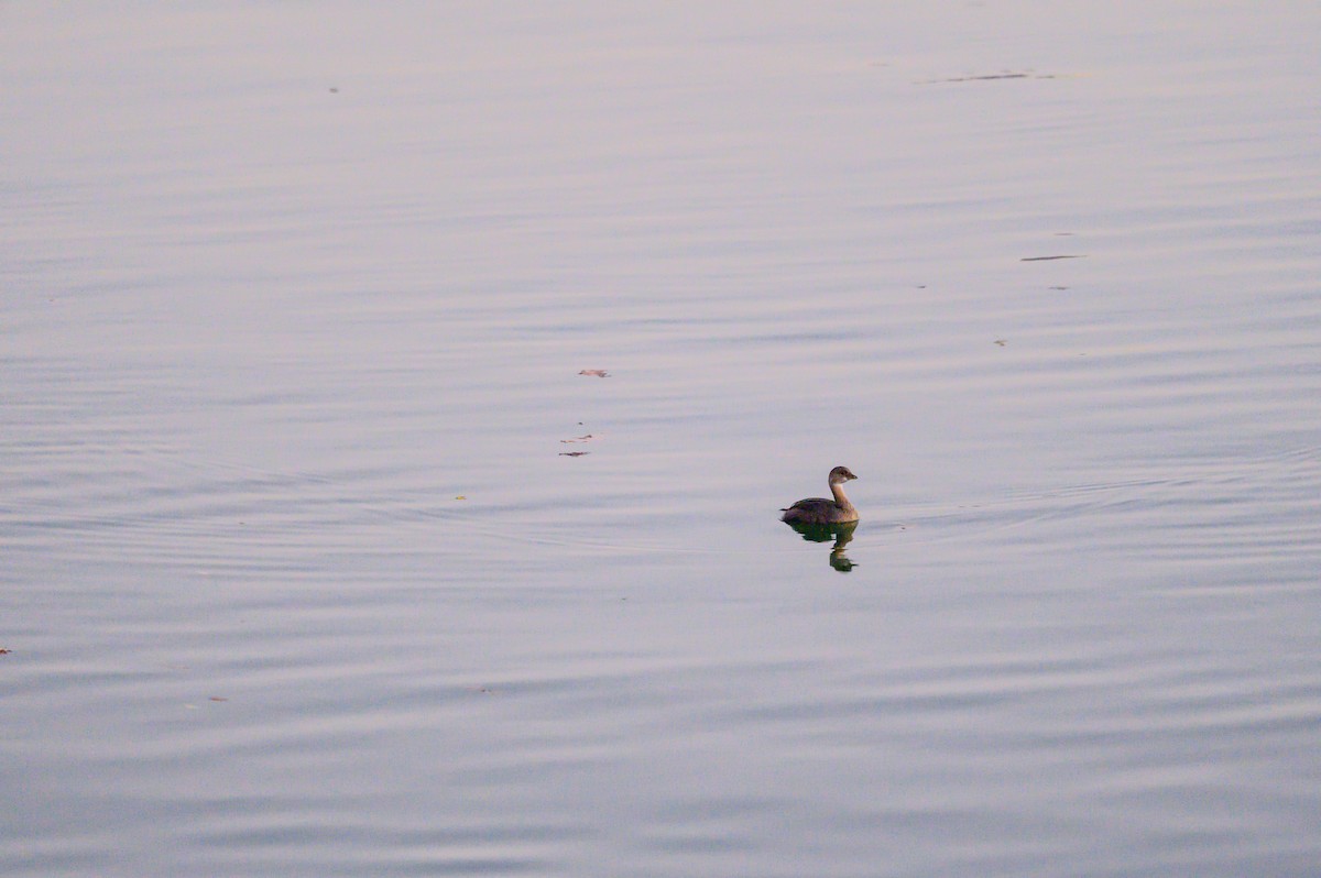 Pied-billed Grebe - ML642794107