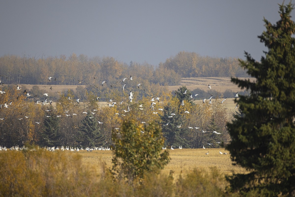 Snow Goose - ML642794110
