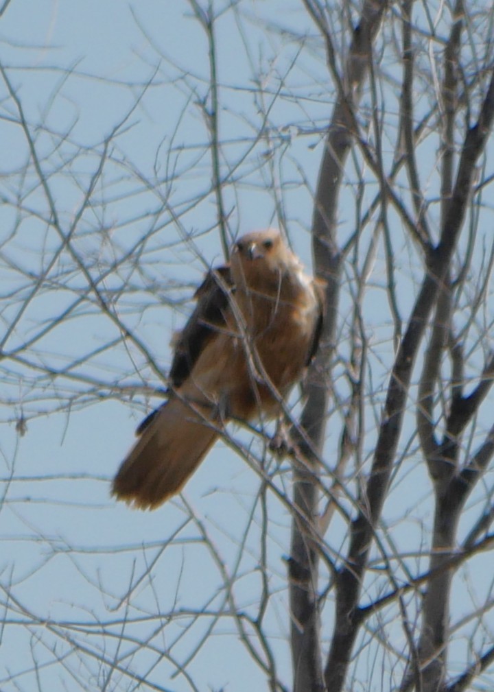 Whistling Kite - ML642794121