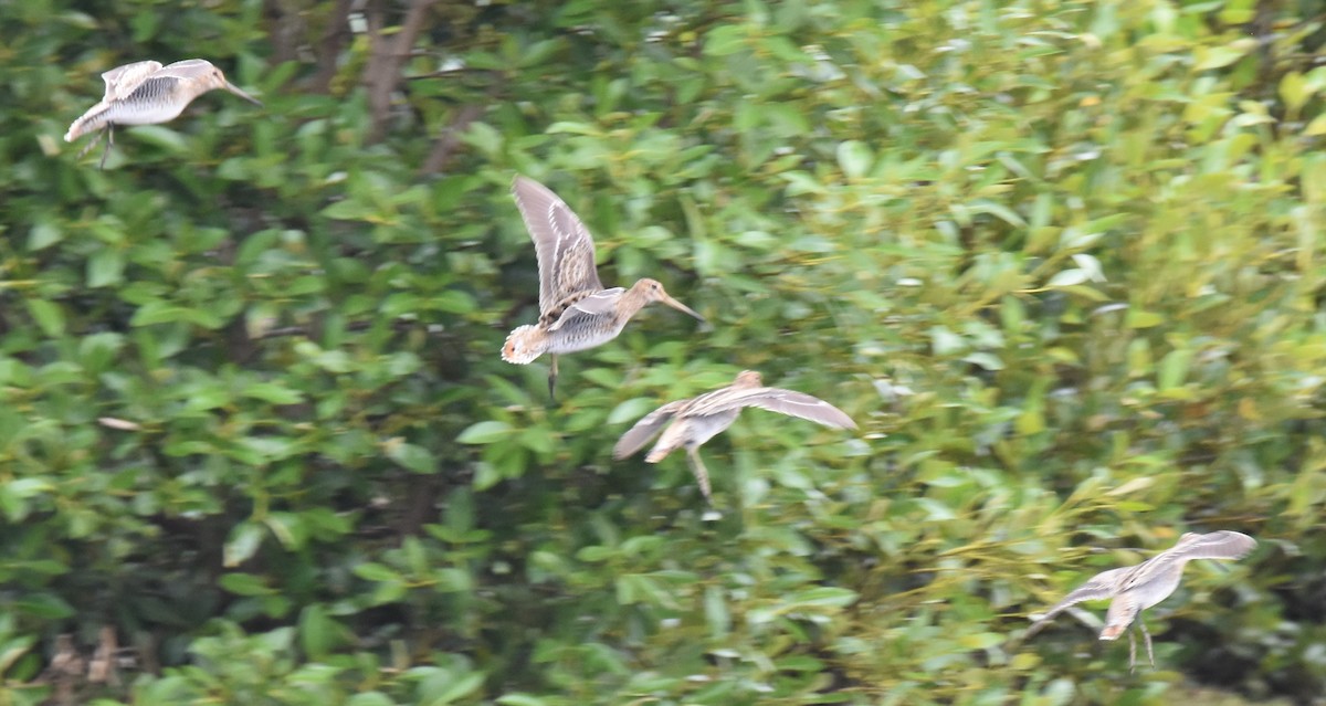 Latham's Snipe - ML642794127