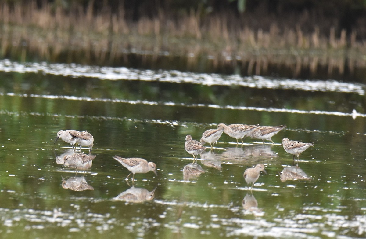 Sharp-tailed Sandpiper - ML642794143