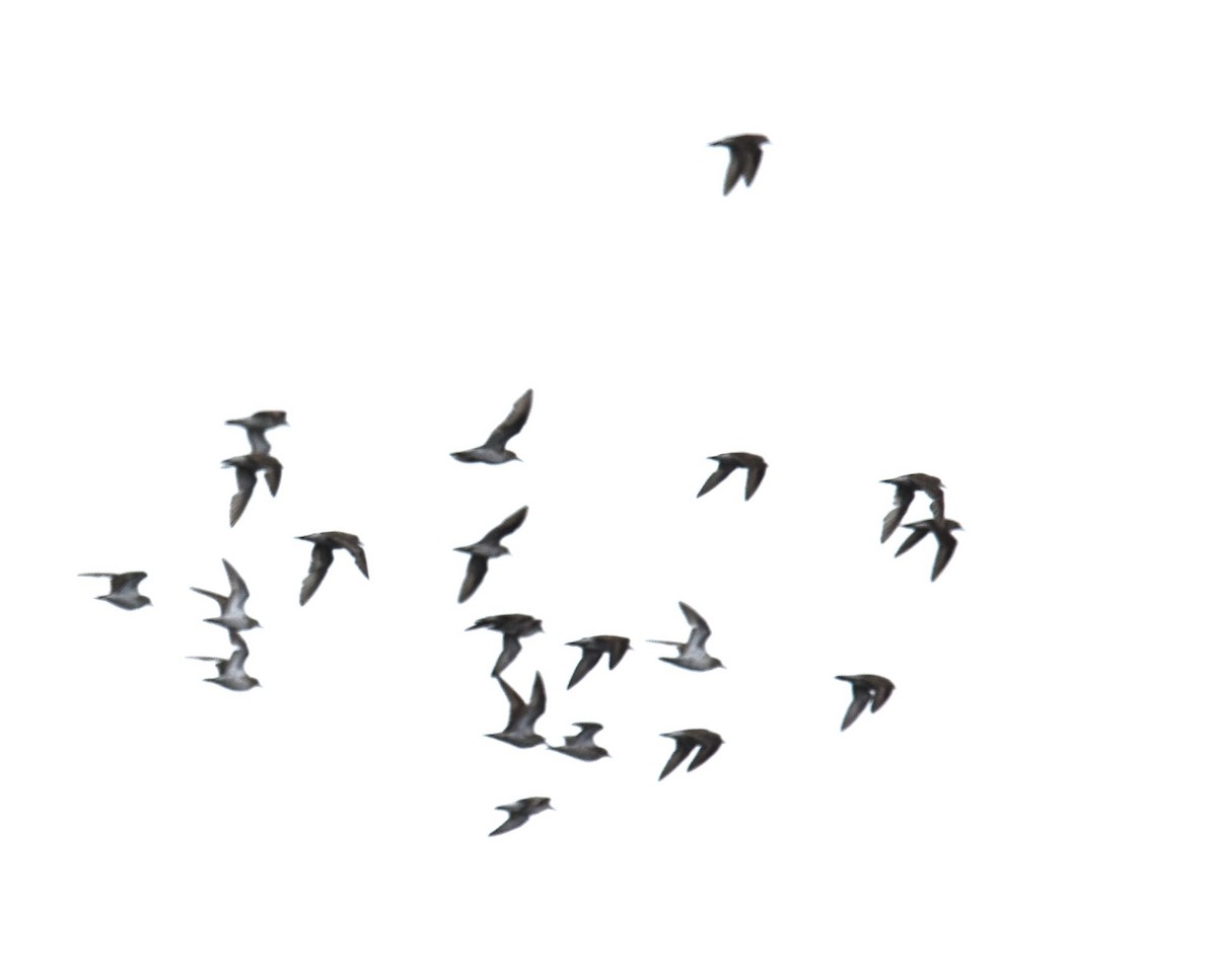 Sharp-tailed Sandpiper - ML642794147