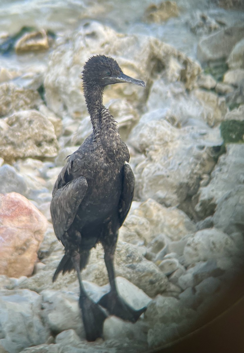 Socotra Cormorant - ML642794149