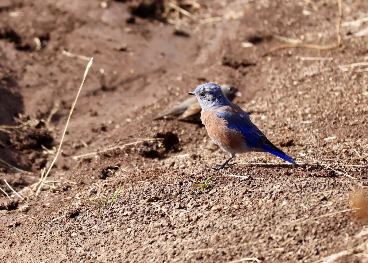 Western Bluebird - ML642794151
