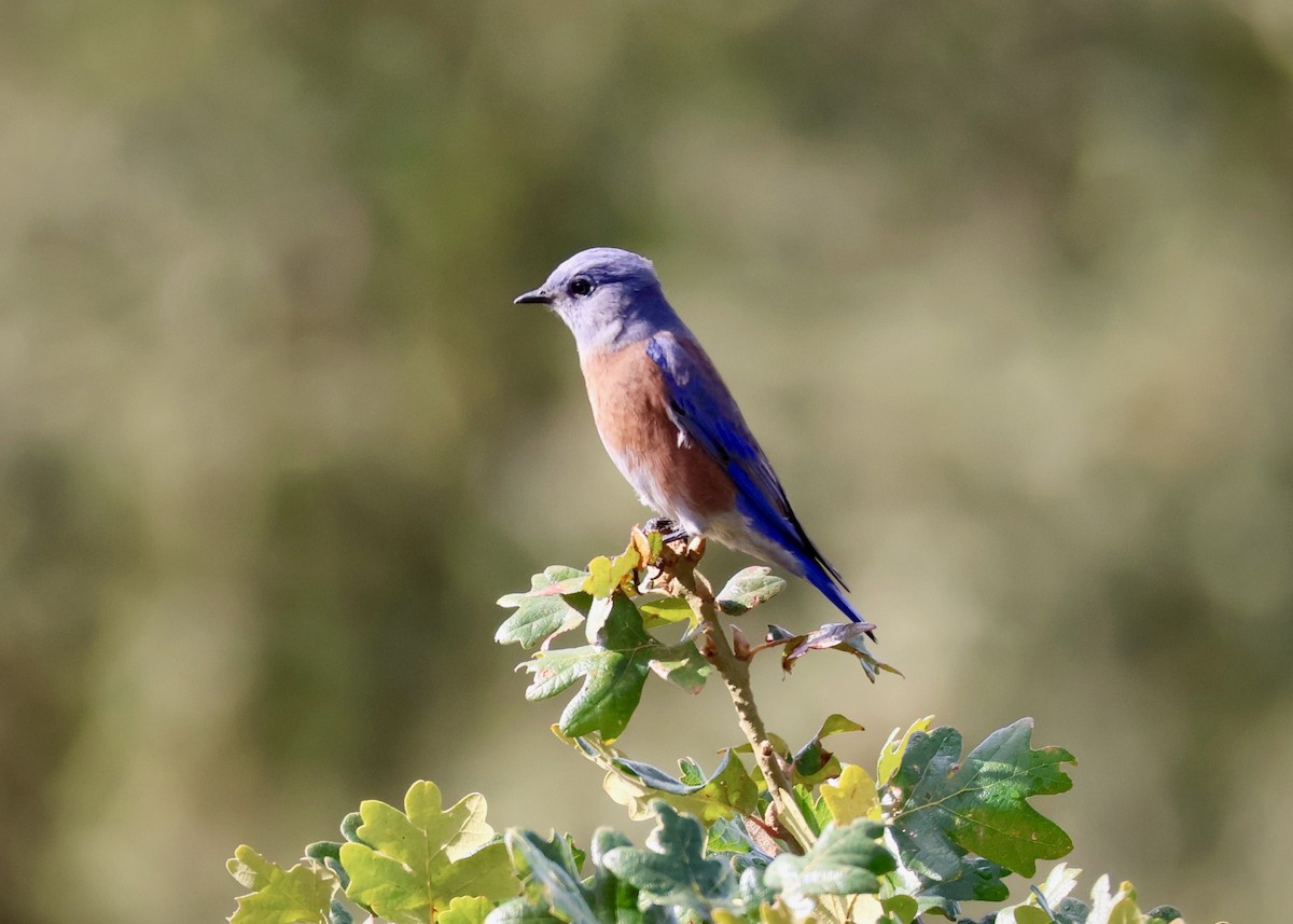 Western Bluebird - ML642794153