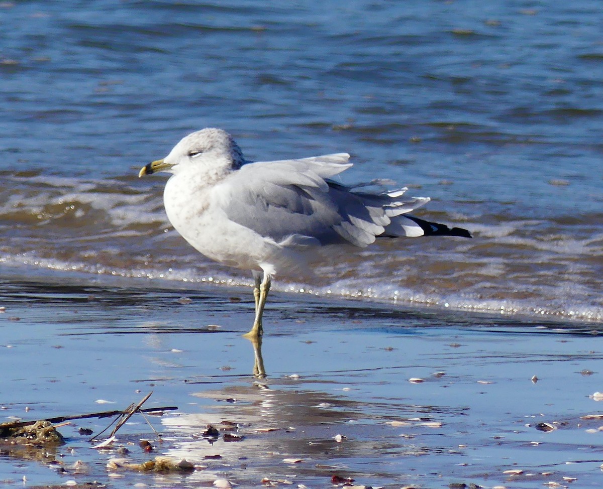 Ring-billed Gull - ML642794169