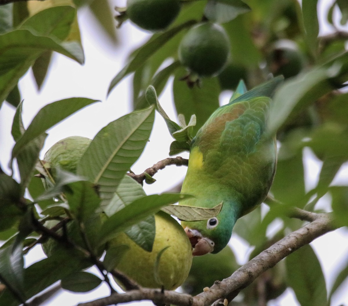 Orange-chinned Parakeet - ML642794178