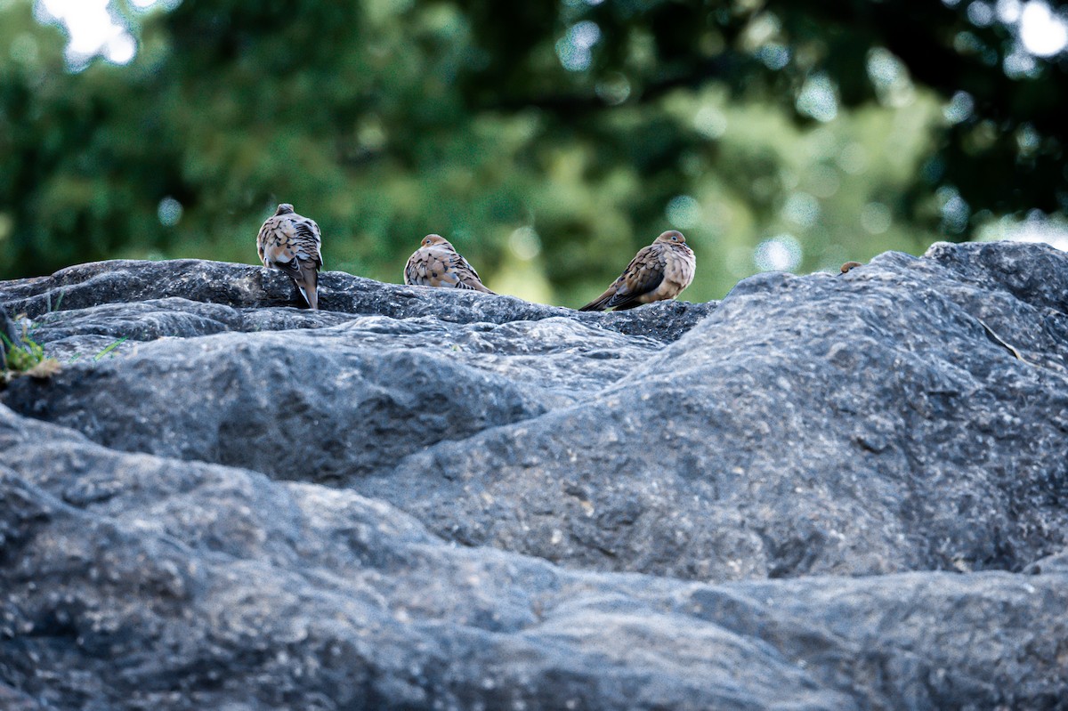 Mourning Dove - ML642794185