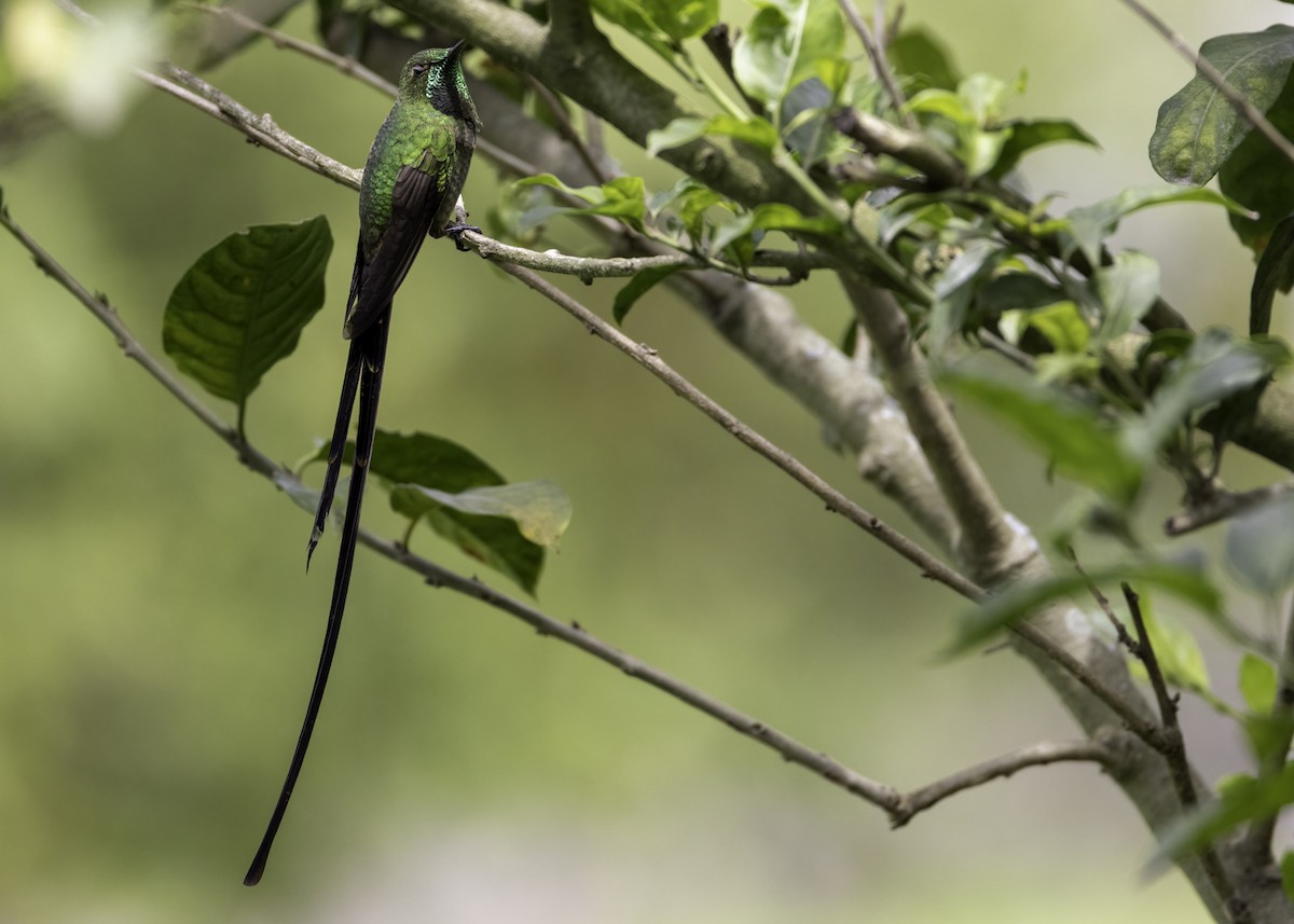 Black-tailed Trainbearer - ML642794198