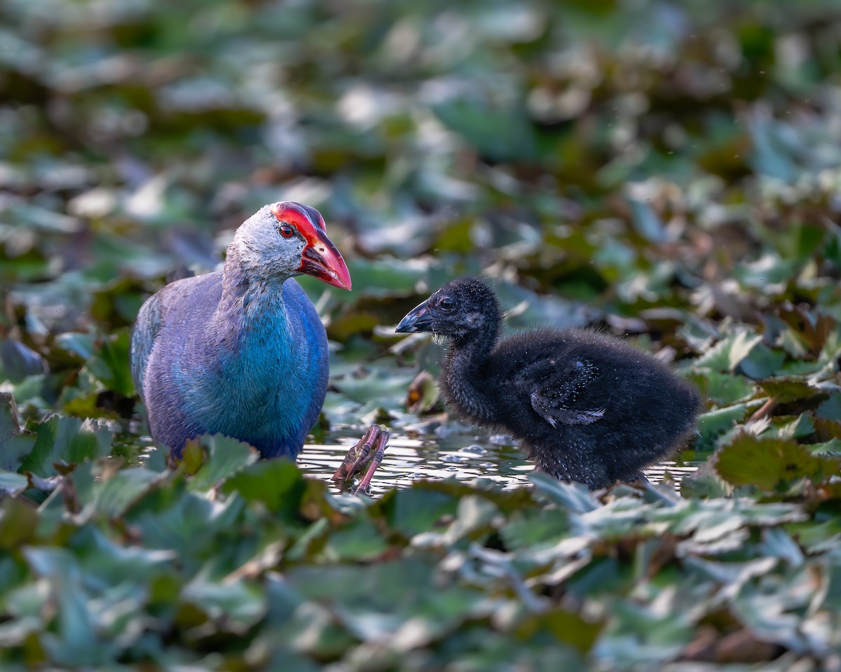 Gray-headed Swamphen - ML642794209