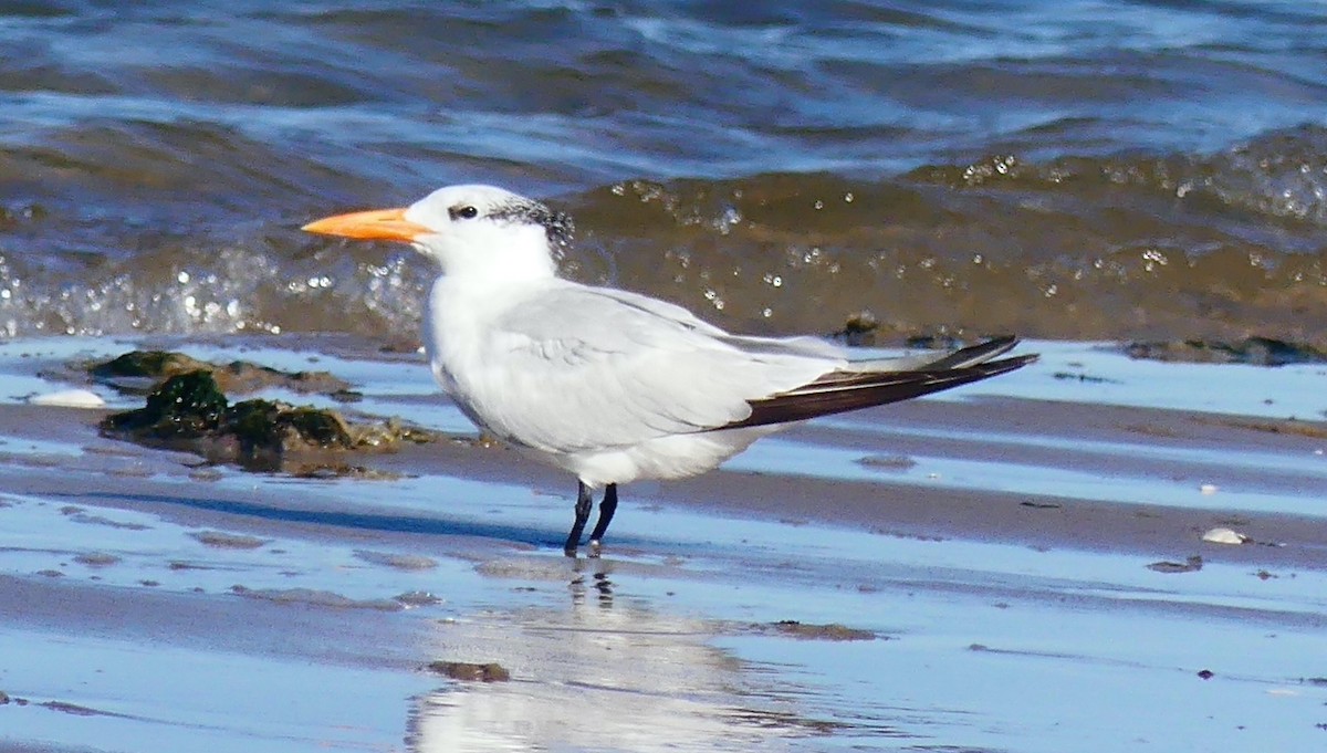 Royal Tern - ML642794217